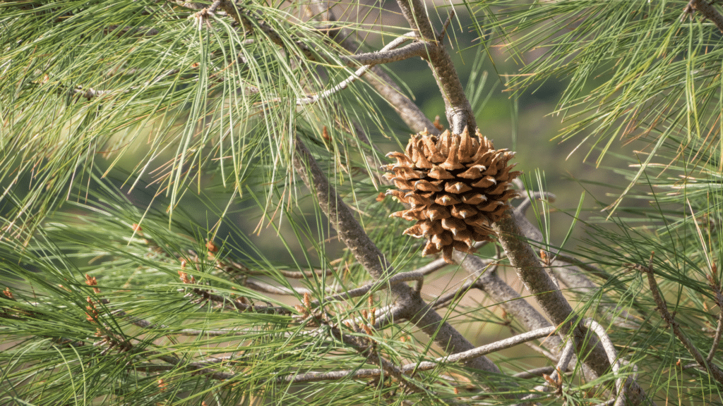 Pinus sabiniana Up Close Pine trees Adney Tree Service