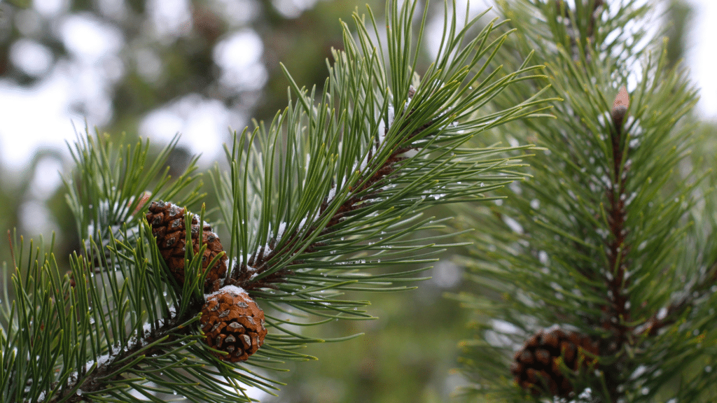 Trees that we care for Andey Tree Service Pine Trees