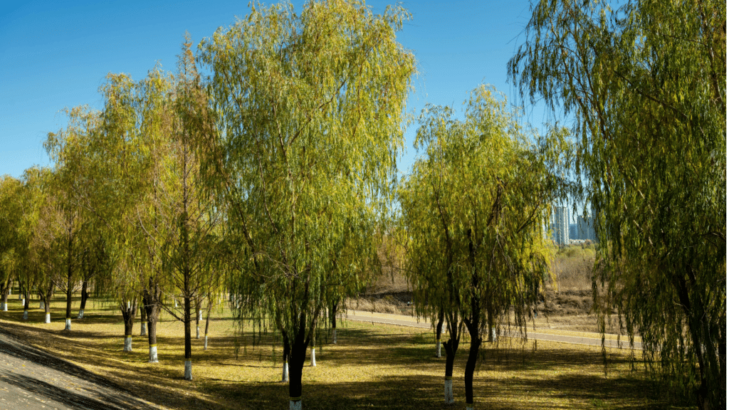 Adney Tree Service Salix Nigra Black Willow Trees in a Park