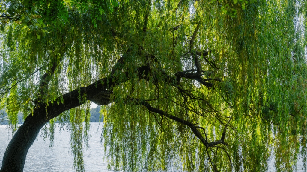 Adney Tree Service Salix babylonica Weeping Willow Tree Hanging Over a Lake