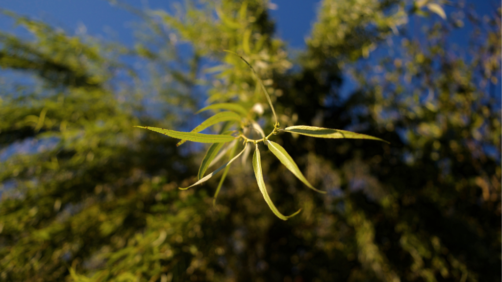 Adney Tree Service Weeping Willow Tree Up Close