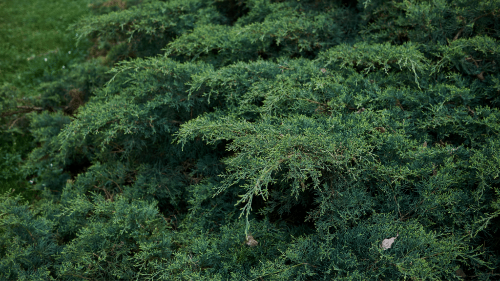Eastern Red Cedar Adney Tree Service