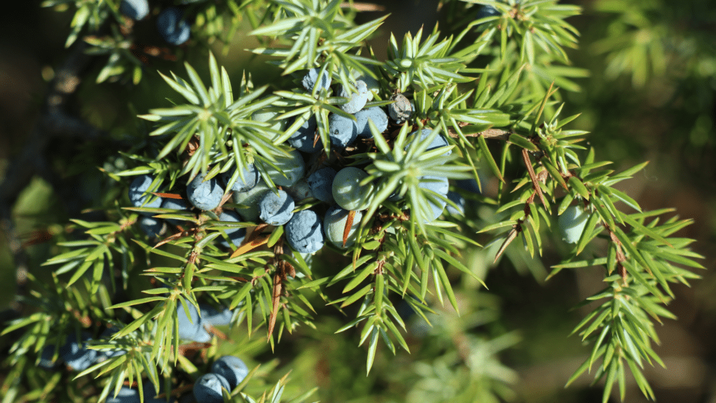Eastern Red Cedar Up Close With Cones Adney Tree Service