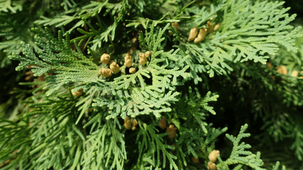 Northern White Cedar Up Close