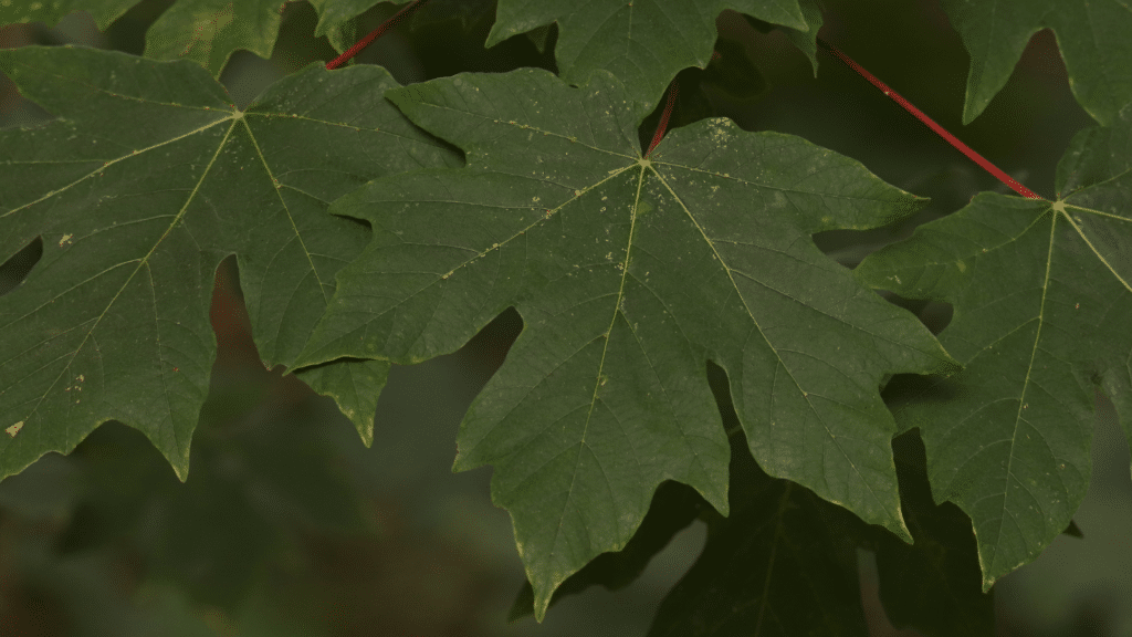 Bigleaf Maple Trees Acer macrophyllum Trees We Care For Adney Tree Service