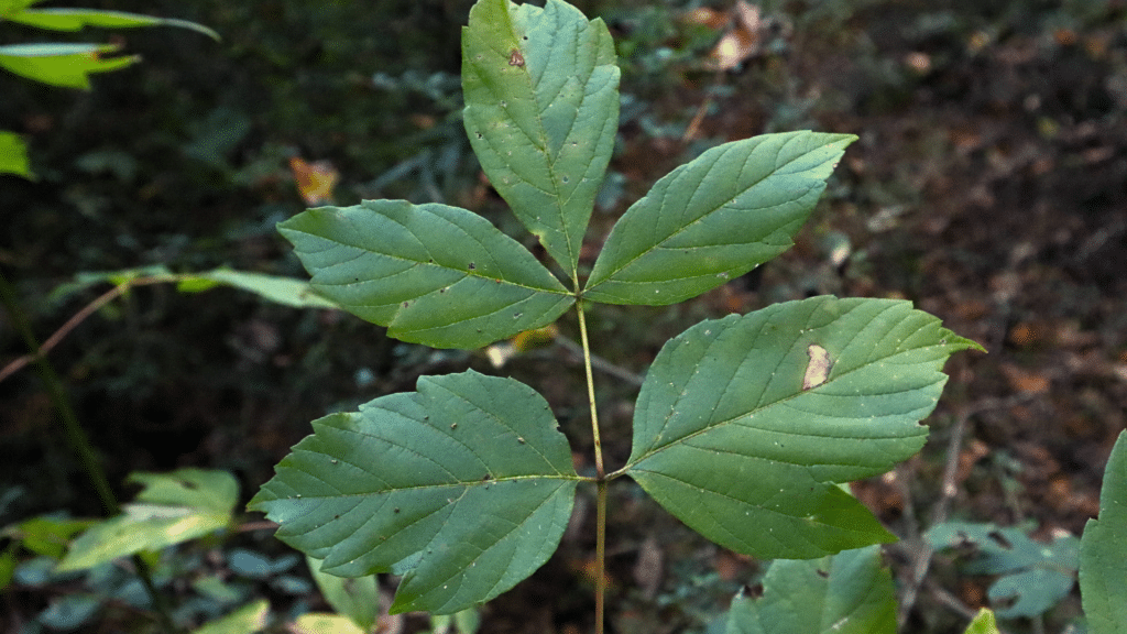 California Boxelder Acer negundo var. californicum Adney Tree Service