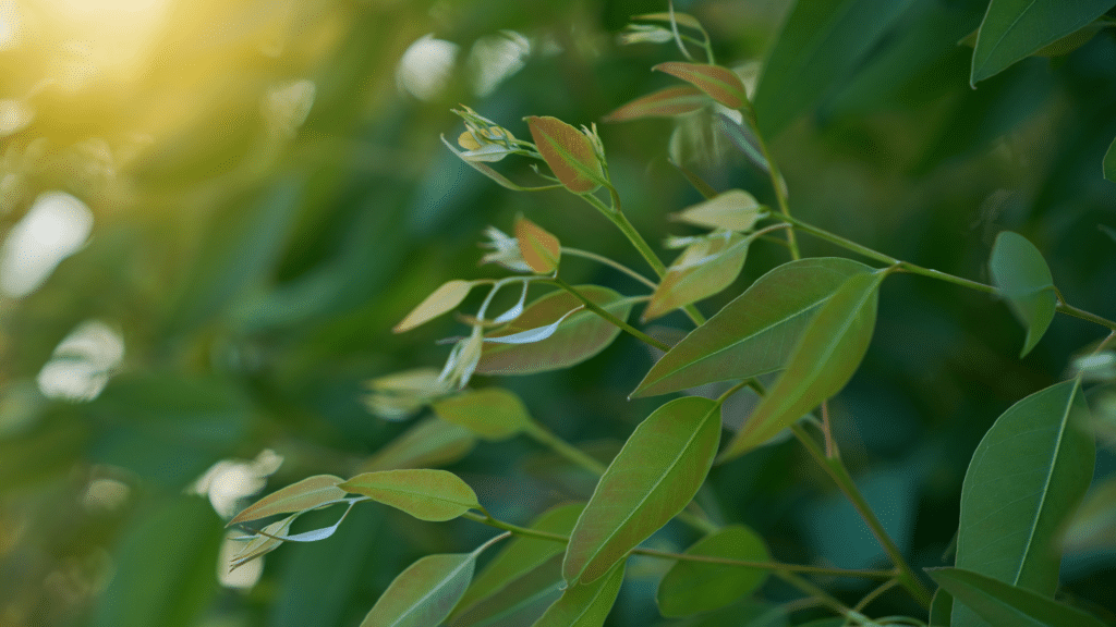 Eucalyptus Leaves Up Close Adney Tree Service Trees