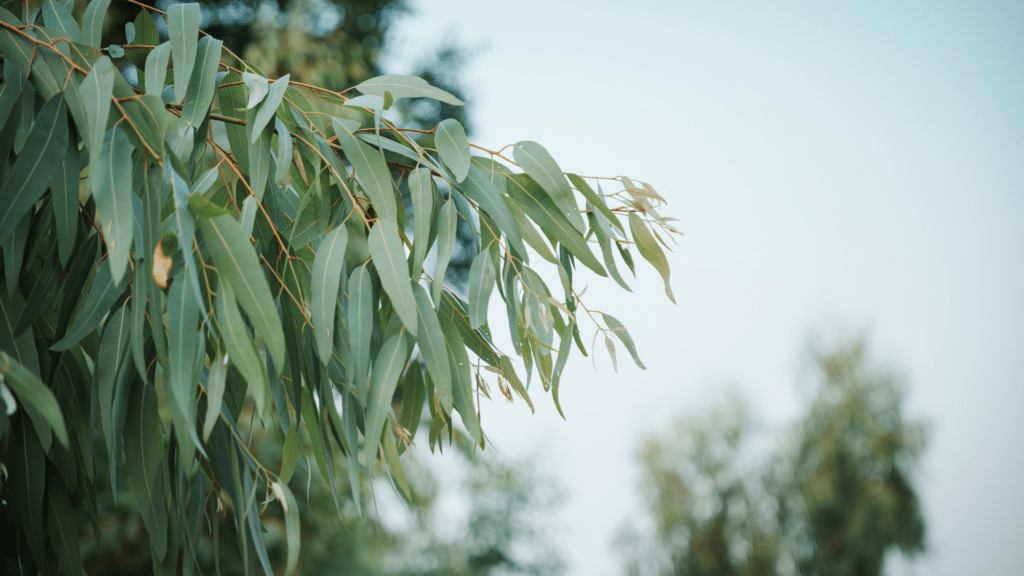 Eucalyptus Leaves on Eucalyptus Tree Adney Tree Service