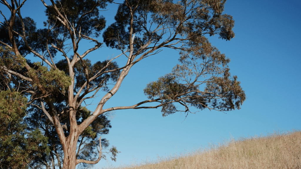 Eucalyptus Tree in California Adney Tree Service