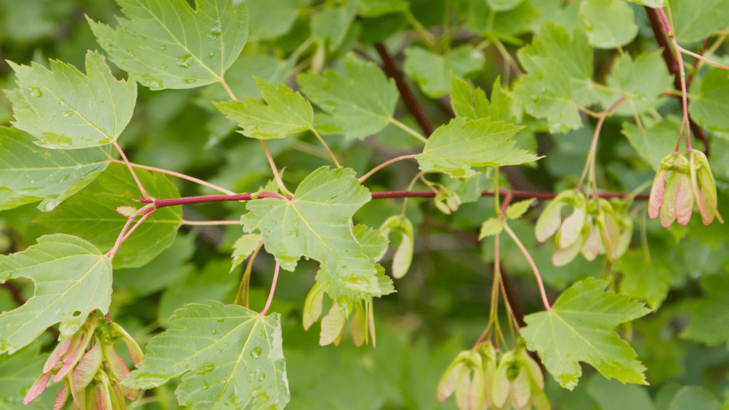 Mountain Maple Trees We Care For Adney Tree Service