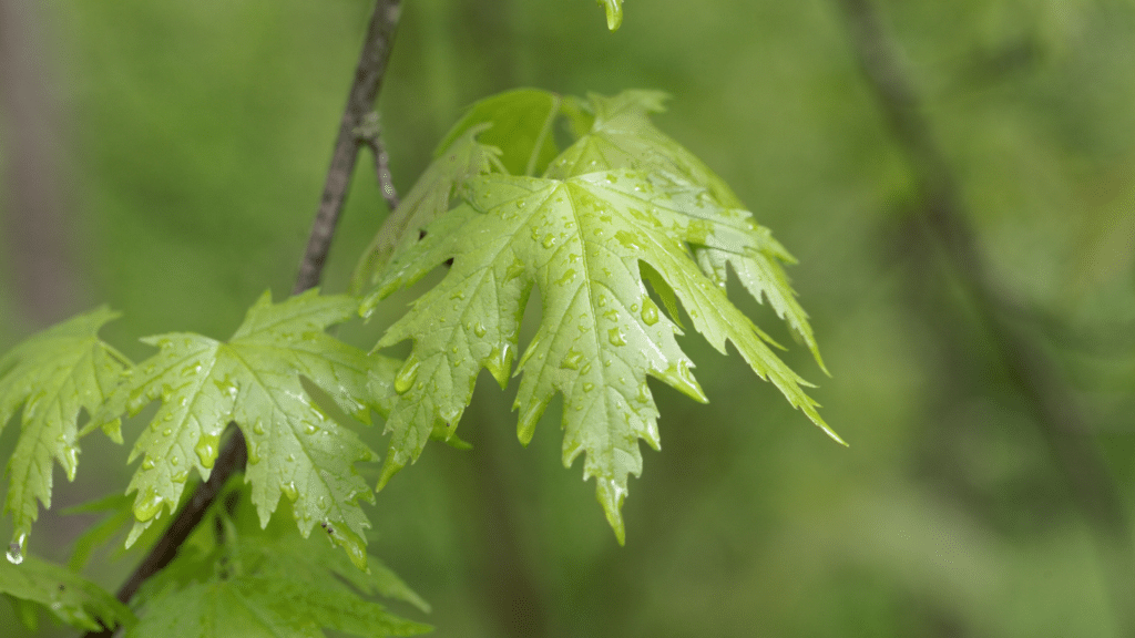 Silver Maple Leaves on a Silver Maple Tree Adney Tree Service