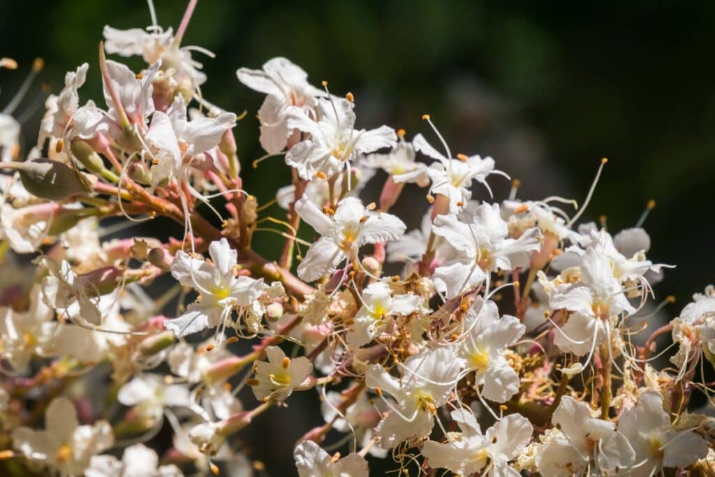 Tree Species of California’s Bay Area California Buckeye Adney Tree Service California