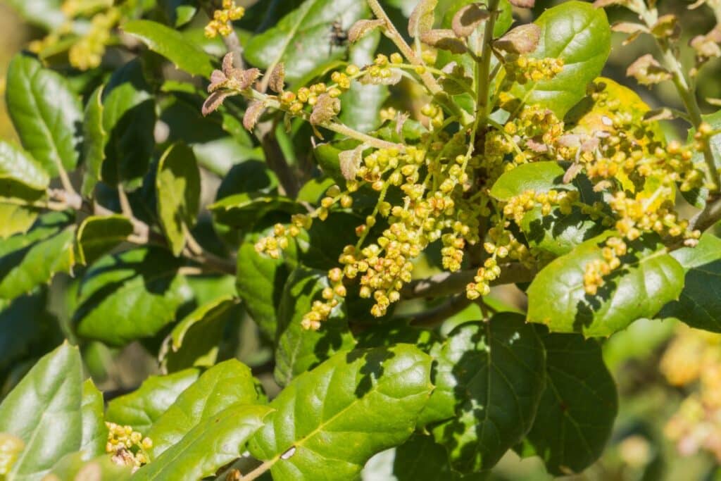 Tree Species of California’s Bay Area Coast Live Oak Adney Tree Service California