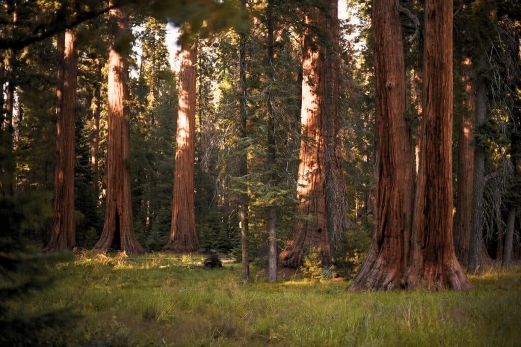 Tree Species of California’s Bay Area Coast Redwood Adney Tree Service California