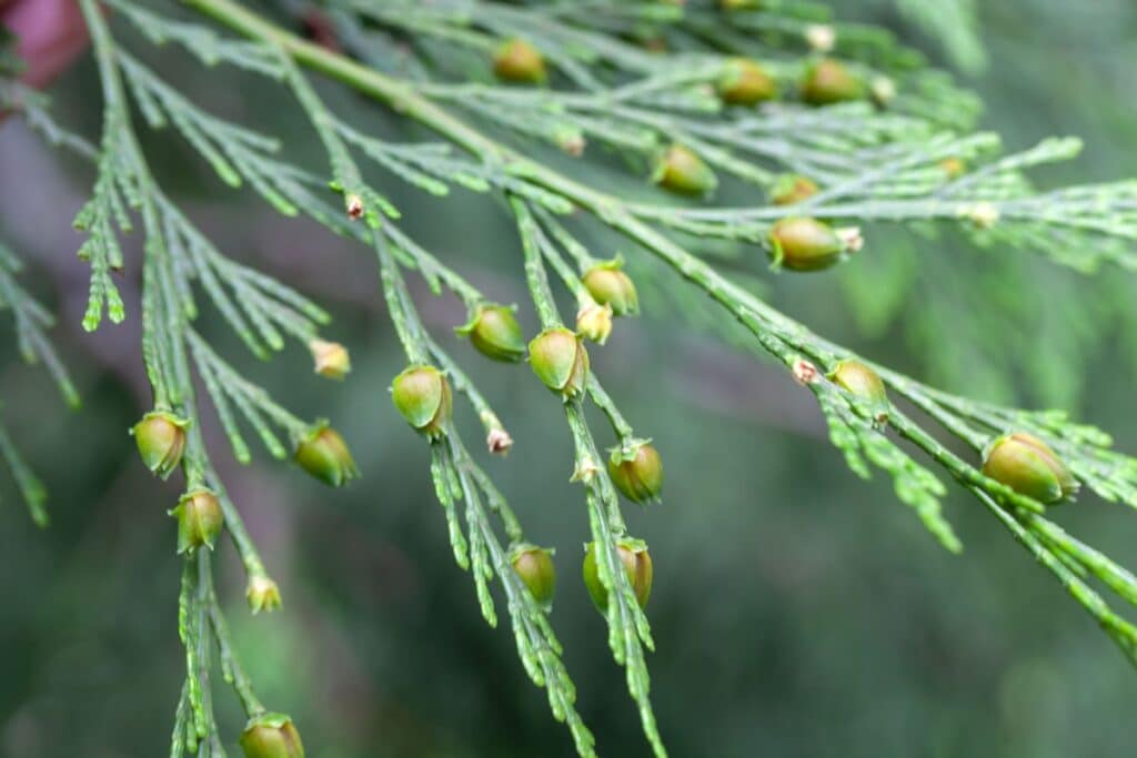 Tree Species of California’s Bay Area Incense Cedar Adney Tree Service California