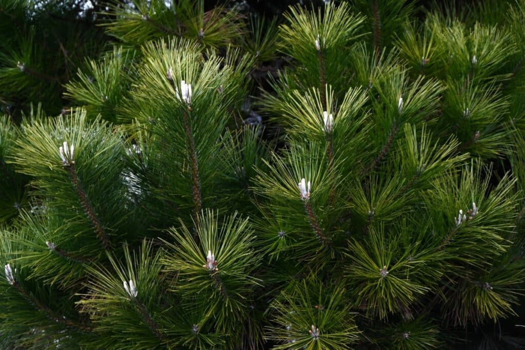 Tree Species of California’s Bay Area Japanese Black Pine Adney Tree Service California