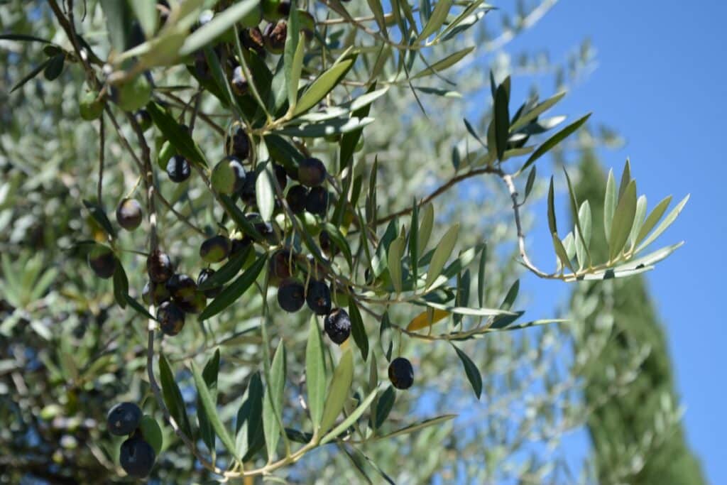 Tree Species of California’s Bay Area Olive Tree Adney Tree Service California