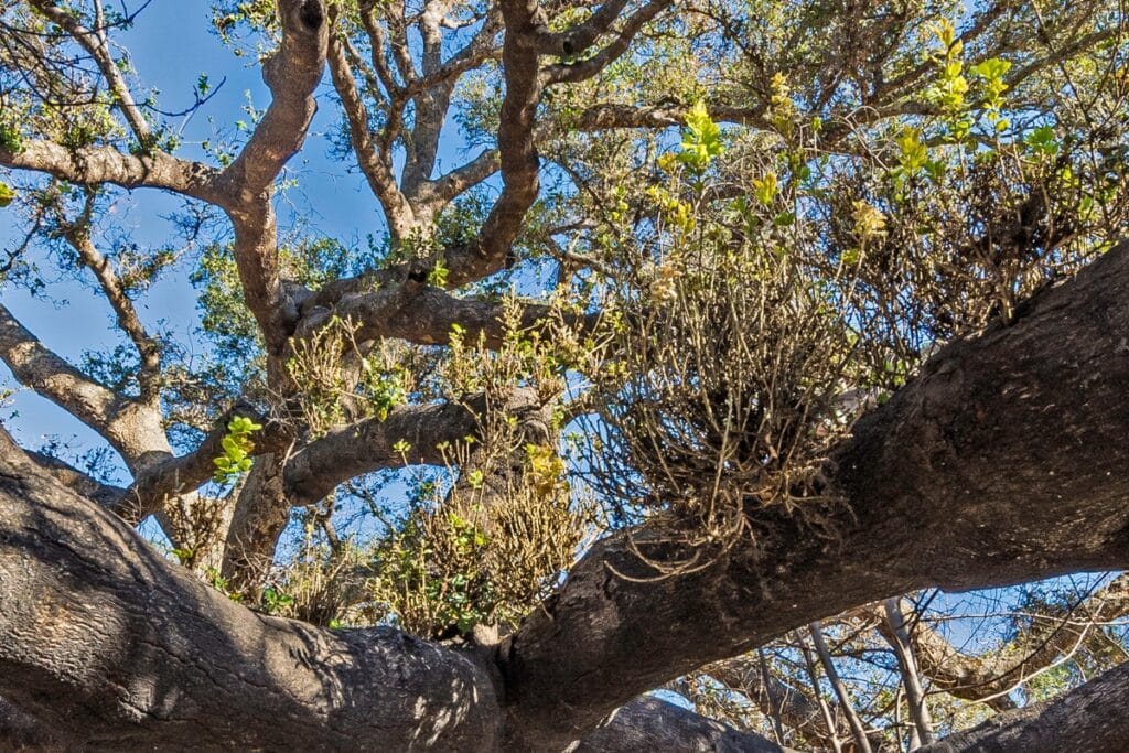 Sudden Oak Death in the Bay Area What Santa Cruz County Homeowners Need to Know Epicormic Sprouting Adney Tree Service California