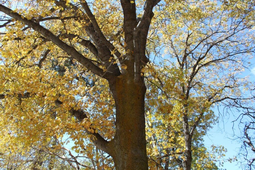 Sudden Oak Death in the Bay Area What Santa Cruz County Homeowners Need to Know California Black Oak Adney Tree Service California