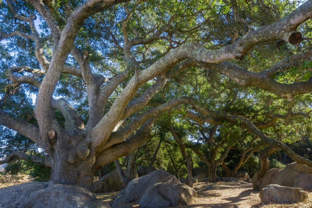 Sudden Oak Death in the Bay Area What Santa Cruz County Homeowners Need to Know Coastal Live Oak Adney Tree Service California