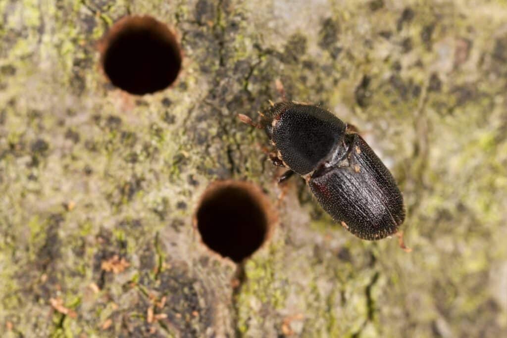 Sudden Oak Death in the Bay Area What Santa Cruz County Homeowners Need to Know Western Oak Bark Beetle Adney Tree Service California