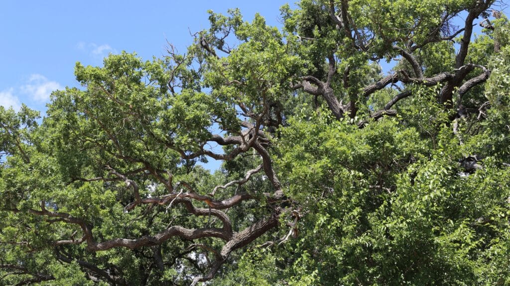 Goldspotted Oak Borer in California Is Your Oak at Risk Canopy Thinning Adney Tree Service California