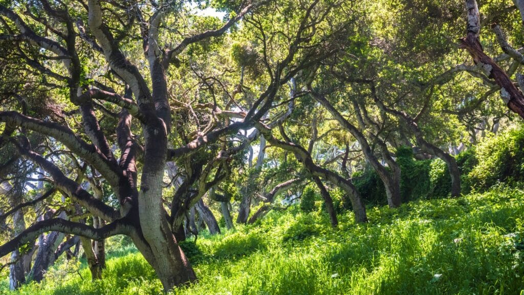 Goldspotted Oak Borer in California Is Your Oak at Risk Coastal Live Oak Adney Tree Service California