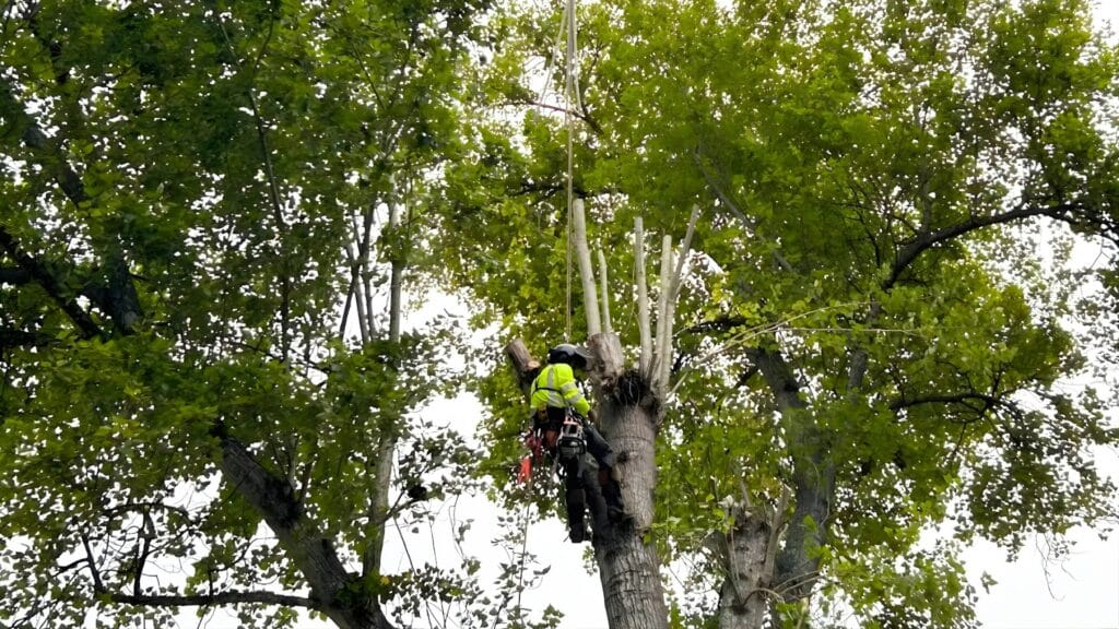 Goldspotted Oak Borer in California Is Your Oak at Risk Expert Tree Removal Service Adney Tree Service California