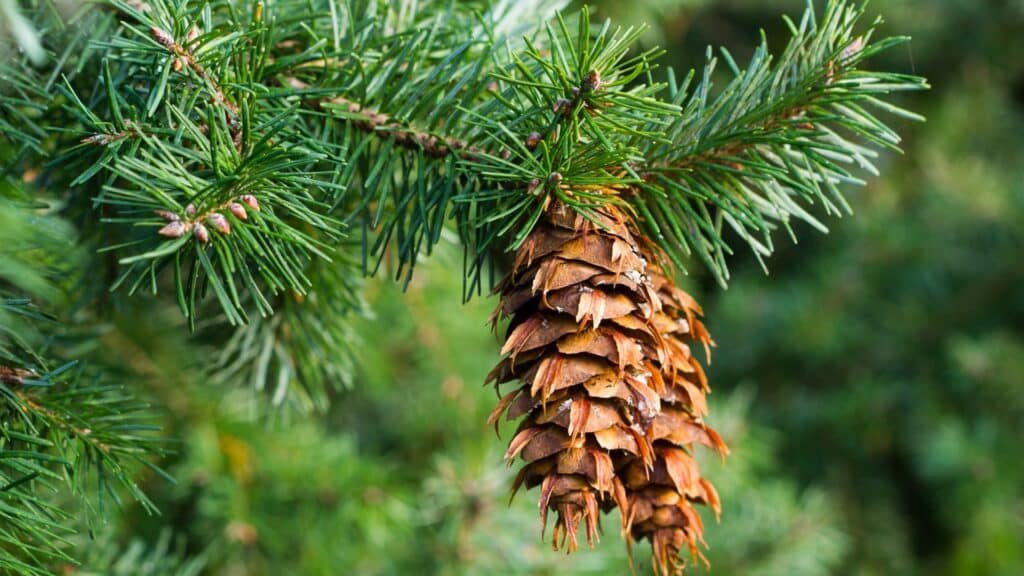 Pitch Canker Disease on California Pine Trees Symptoms & Treatment Douglas Fir Adney Tree Service California