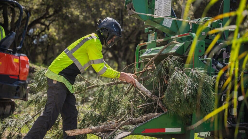 Pitch Canker Disease on California Pine Trees Symptoms & Treatment Local Expert Tree Removal Services Adney Tree Service California