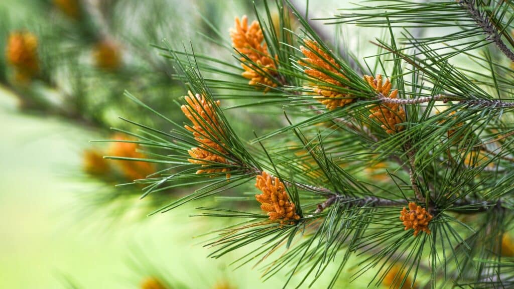 Pitch Canker Disease on California Pine Trees Symptoms & Treatment Monterey Pine Adney Tree Service California