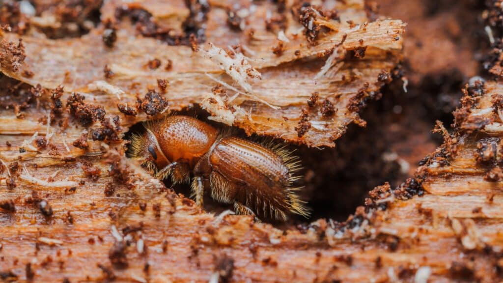 Bark Beetles in California Which Ones Are Killing Bay Area Trees Lps Bark Beetle Adult Adney Tree Service California