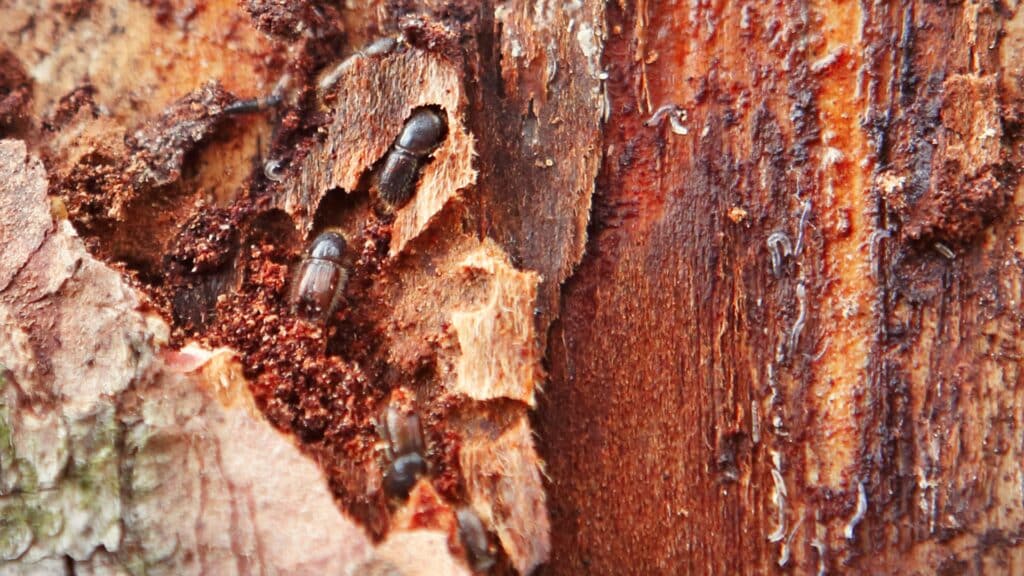 Bark Beetles in California Which Ones Are Killing Bay Area Trees Lps Bark Beetle Infestation Adney Tree Service California