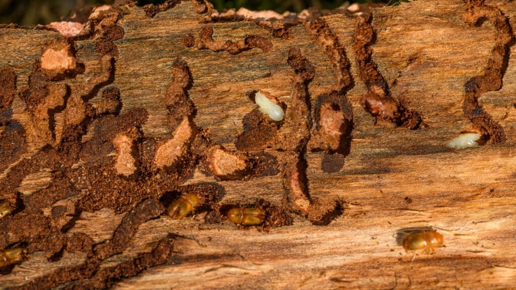 Bark Beetles in California Which Ones Are Killing Bay Area Trees Lps Bark Beetle Larva Adney Tree Service California