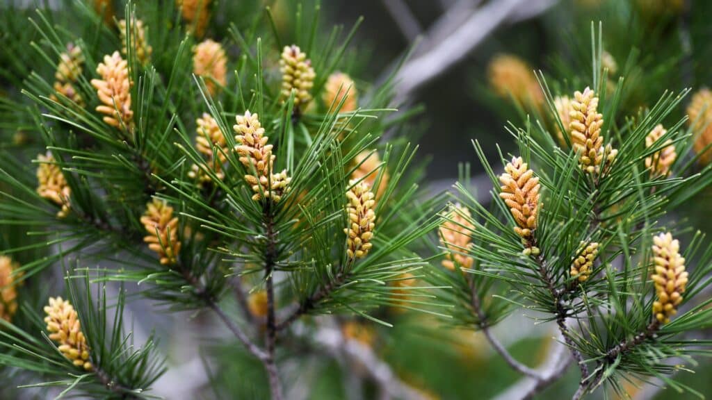 Bark Beetles in California Which Ones Are Killing Bay Area Trees Monterey Pine Adney Tree Service California