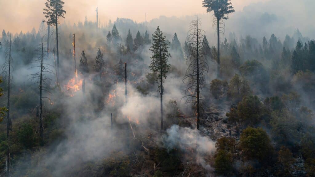 How Wildfire Risk Affects Your Tree Care Decisions in Santa Cruz County Caldor Fire Adney Tree Service California