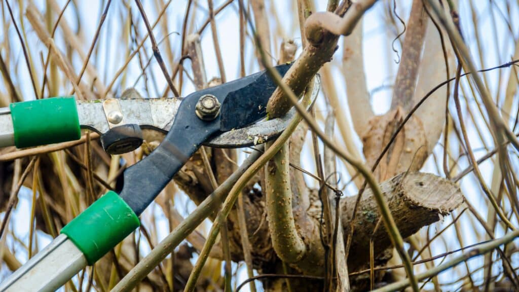 How Wildfire Risk Affects Your Tree Care Decisions in Santa Cruz County When Pruning Can Reduce Wildfire Risk Adney Tree Service California