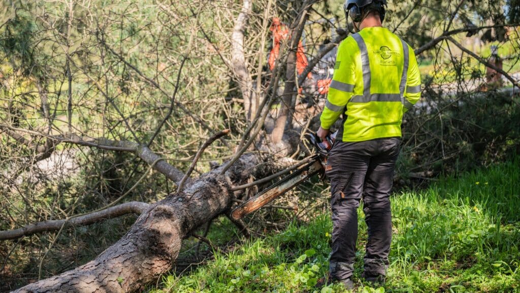 How Wildfire Risk Affects Your Tree Care Decisions in Santa Cruz County When Tree Removal May Be Adney Tree Service California