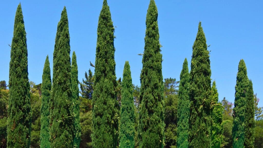 Cypress Canker Why Monterey Cypress Trees in the Bay Area Are in Trouble Italian Cypress Adney Tree Service California