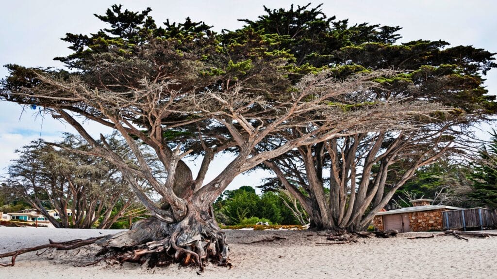 Cypress Canker Why Monterey Cypress Trees in the Bay Area Are in Trouble Monterey Cypress Along California Beach Adney Tree Service California