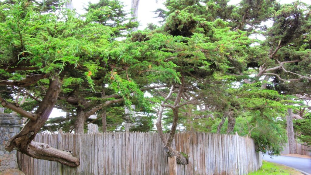 Cypress Canker Why Monterey Cypress Trees in the Bay Area Are in Trouble Monterey Cypress Along California Roadway Adney Tree Service California