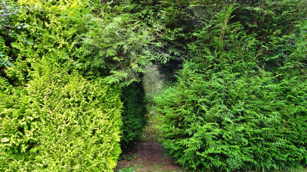 Cypress Canker Why Monterey Cypress Trees in the Bay Area Are in Trouble Overgrown Leyland Cypress Adney Tree Service California