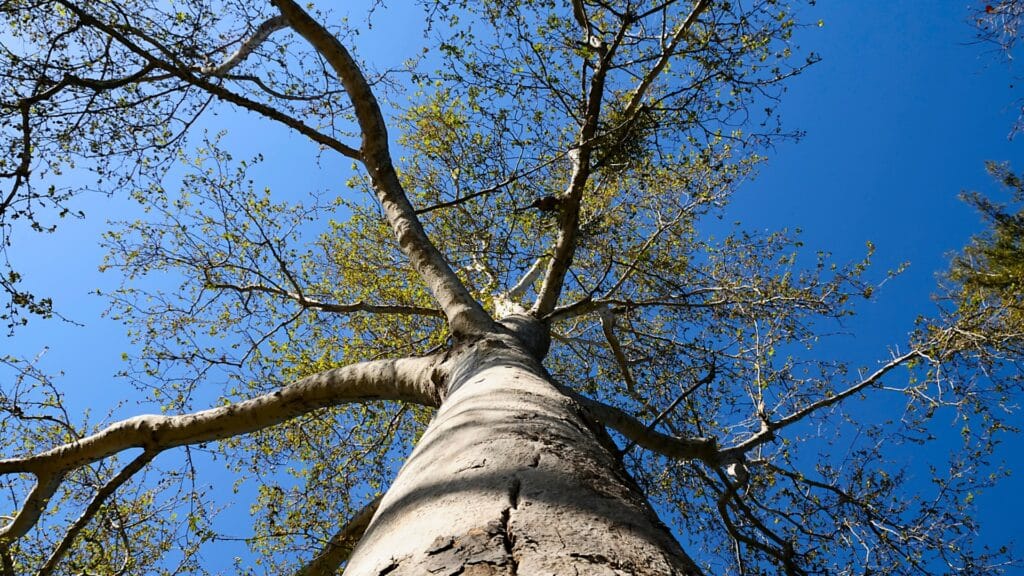 Shot Hole Borer in California The Tiny Beetle Causing Big Tree Damage California Sycamore Tree Adney Tree Service California