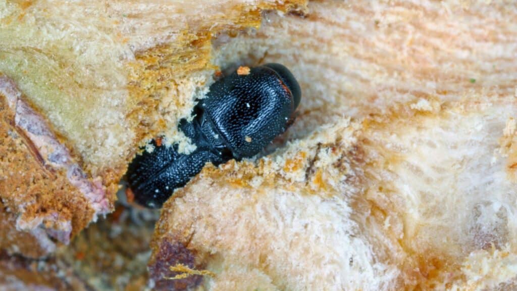 Shot Hole Borer in California The Tiny Beetle Causing Big Tree Damage Invasive Shothole Borer Adney Tree Service California
