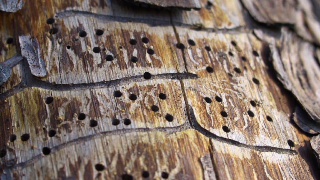 Shot Hole Borer in California The Tiny Beetle Causing Big Tree Damage Shothole Borer Holes Adney Tree Service California