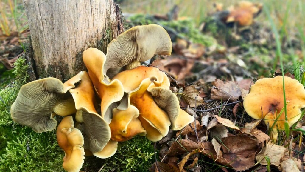 Armillaria Root Rot in California The Fungus That Lives in Your Soil for Decades Honey Colored Mushroom Clusters Adney Tree Service California