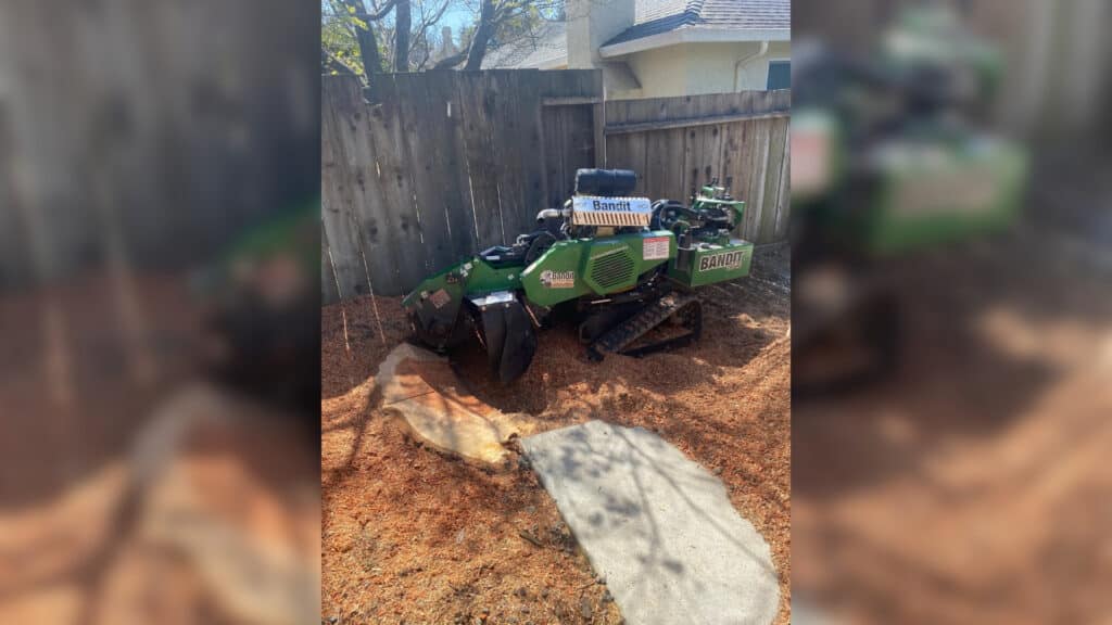 Armillaria Root Rot in California The Fungus That Lives in Your Soil for Decades Stump Removal Services Adney Tree Service California