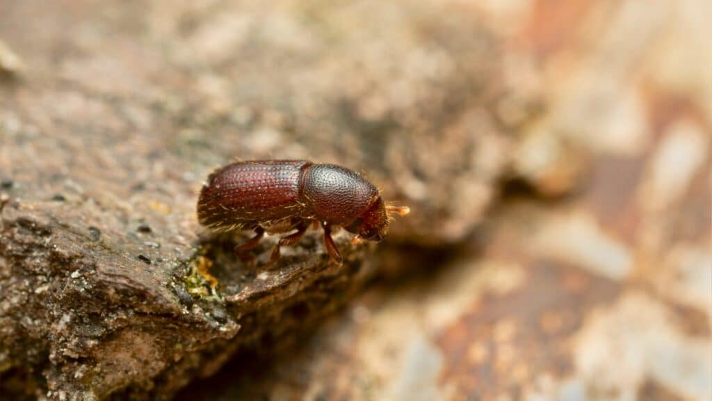 Redwood Bark Beetle What Bay Area Homeowners Should Watch For Bark Beetle Adney Tree Service California