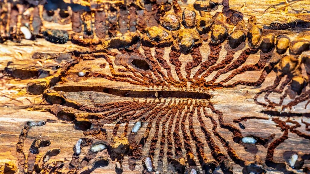 Redwood Bark Beetle What Bay Area Homeowners Should Watch For Redwood Bark Beetle Signs & Damage Adney Tree Service California