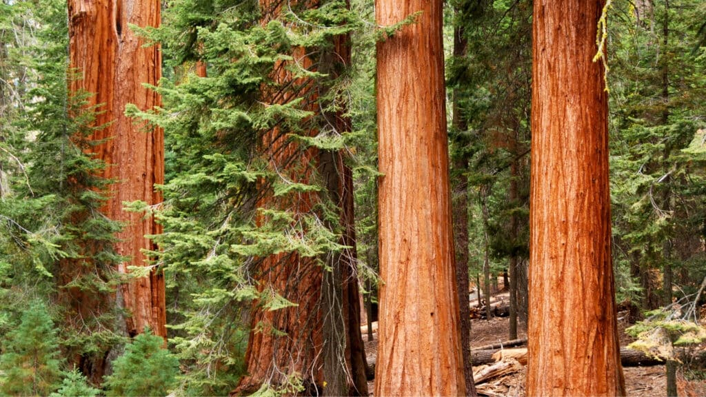 Redwood Bark Beetle What Bay Area Homeowners Should Watch For Redwood Trees Adney Tree Service California